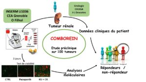 Schéma explicatif du projet du docteur Filhol Cochet