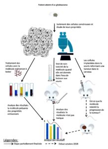 Projet de recherche inhérent au glioblastome