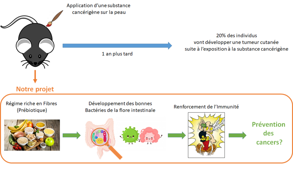 Impact de la modulation du microbiote intestinal par un régime riche en fibres dans la prévention des cancers